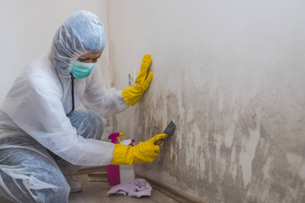 Best Mold Remediation for Specific Building Types in Chattahoochee, FL