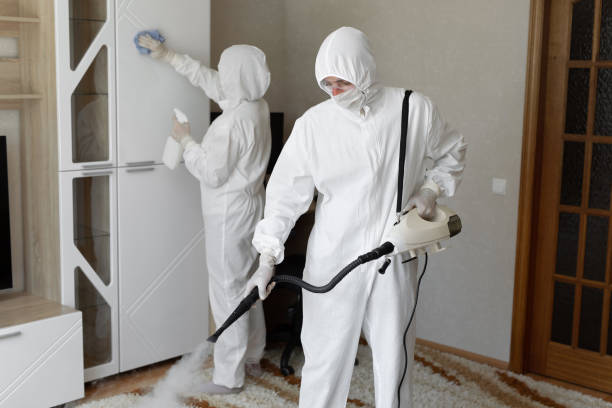 Best White Mold Remediation in Chattahoochee, FL