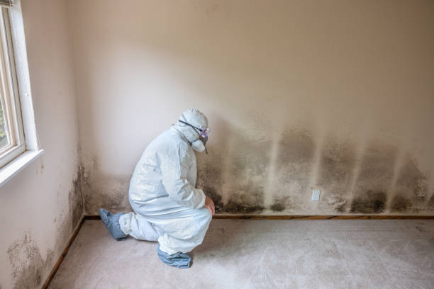 Best Mold Remediation for Schools in Chattahoochee, FL