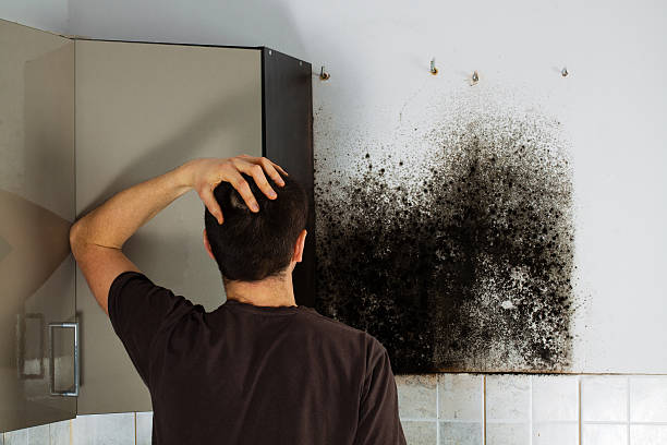 Best Kitchen Mold Remediation in Chattahoochee, FL